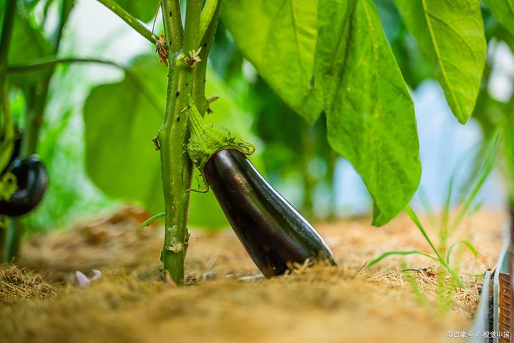 茄子是深根还是浅根? 茄子属于典型的深根系植物,其根系发达且分布较